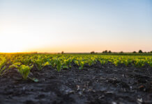 Accelerating access to biocontrol in the EU: IFOAM Organics Europe issues recommendations biocontrol