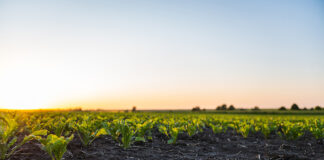 Accelerating access to biocontrol in the EU: IFOAM Organics Europe issues recommendations biocontrol