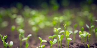 A coalition of conventional and organic farmers calls for an end to patents on seeds Farmers calls for an end to patents on seeds