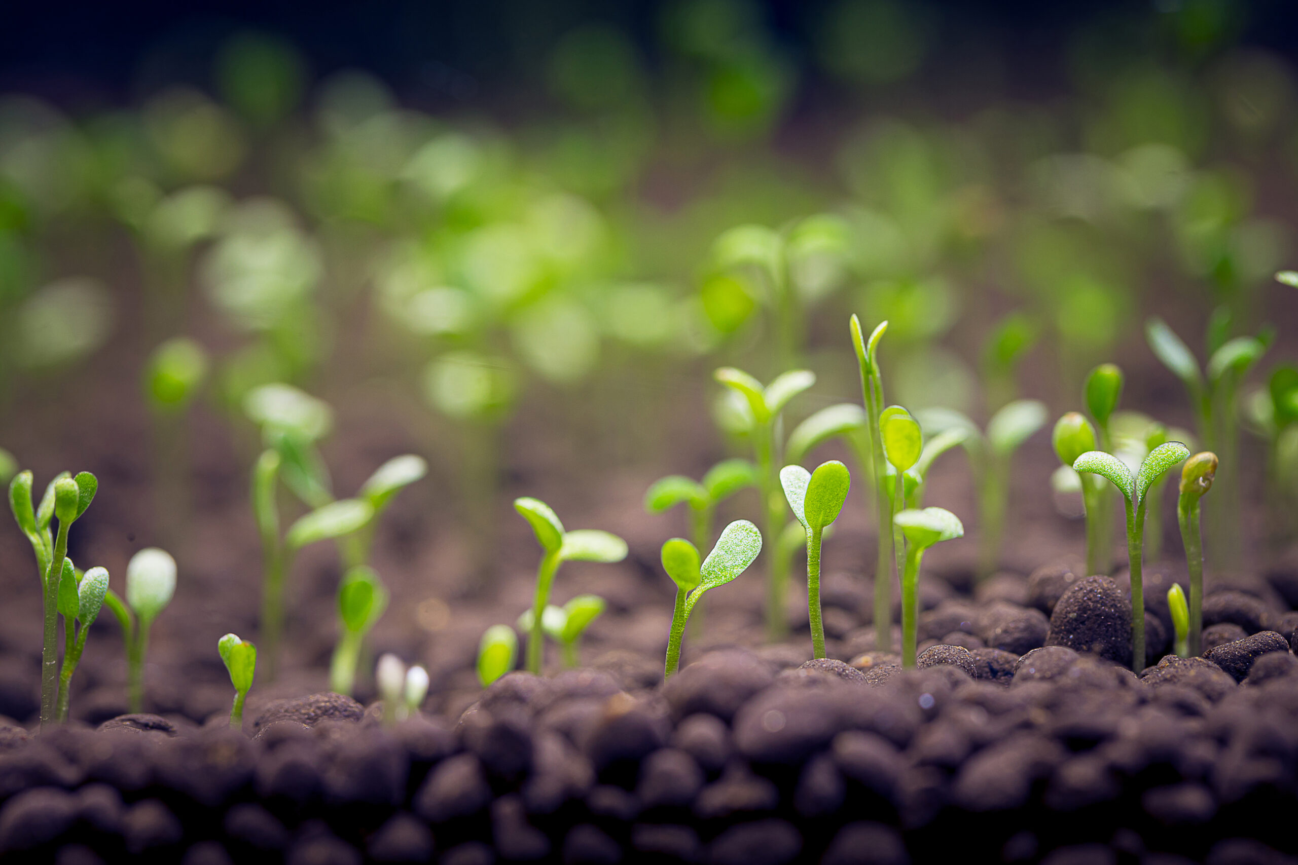 Farmers calls for an end to patents on seeds