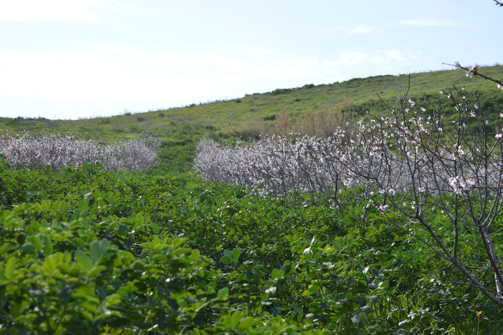 Almond orchard with sulla