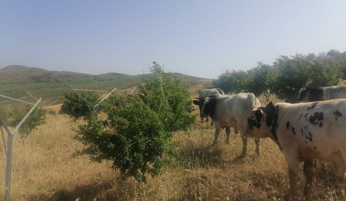 Salvatore_Stellino
