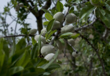 Sicilian activated almond: why it is good for health and regenerates the land sicilian almond