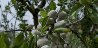 Sicilian activated almond: why it is good for health and regenerates the land sicilian almond