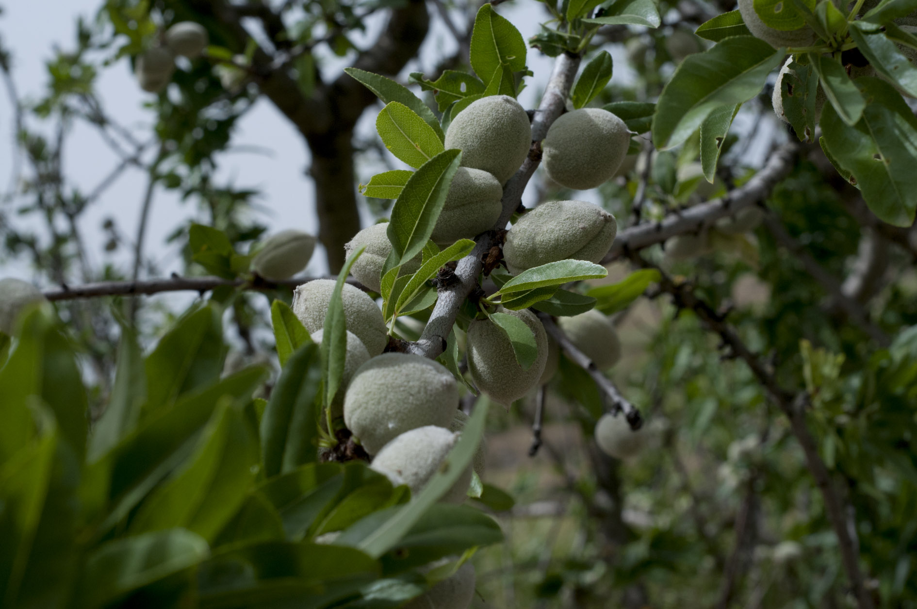 sicilian almond