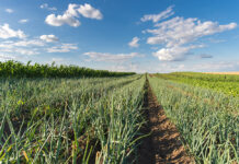 EU food sovereignty depends on agroecology: TP Organics urges strong FP10 FP10