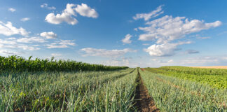 EU food sovereignty depends on agroecology: TP Organics urges strong FP10 FP10