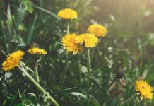 Salud e historia del suelo a través de las plantas bioindicadoras El diente de león indica suelo equilibrado