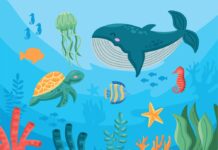 Protegir la teva pell sense contaminar el mar proteger tu piel cuidando el ecosistema marino