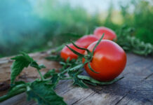 Opposition against a patent on tomatoes with natural resistance to a hazardous virus patent on tomatoes