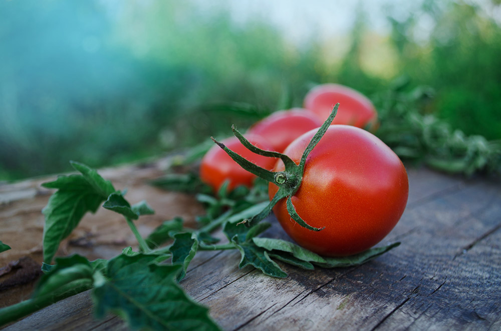 tomatoes