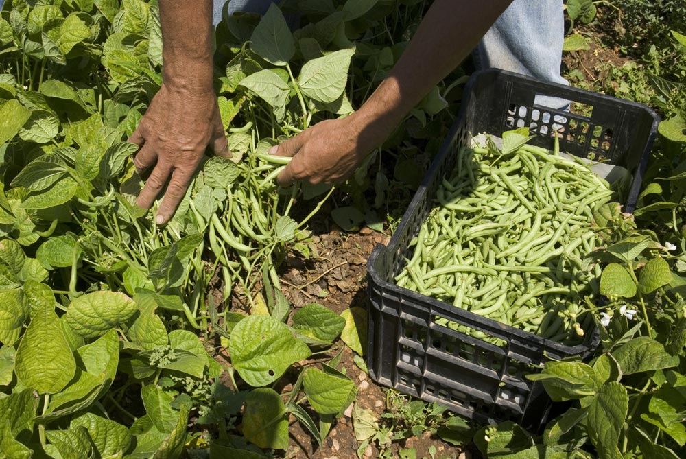 Aliments ecològics