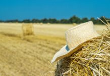 CAP proposal: IFOAM Organics Europe criticises a huge step backwards for sustainability