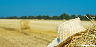 CAP proposal: IFOAM Organics Europe criticises a huge step backwards for sustainability