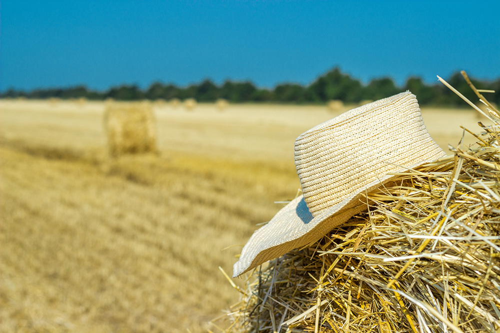 agriculture