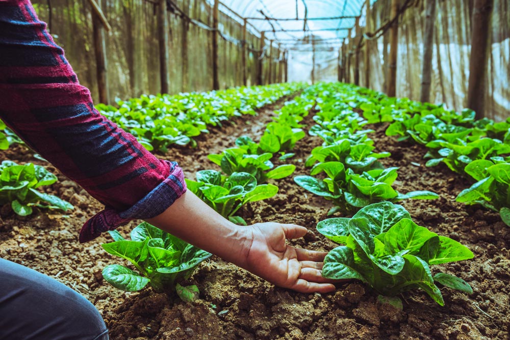 políticas agroalimentarias