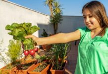 Cultivos ecológicos de ciclo corto y horticultura urbana horticultura urbana