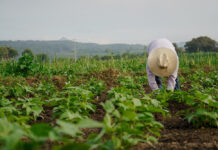 Ecovalia denuncia el desmantelamiento de la PAC y advierte de que, sin presupuesto, no hay agricultura ni soberanía alimentaria en Europa desmantelamiento de la PAC