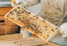 La producció apícola ecològica a Catalunya