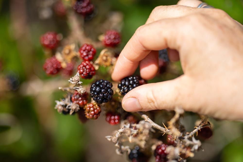 Moras silvestres