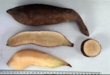 Yacón, l’arrel dolça i nutritiva dels Andes Yacón