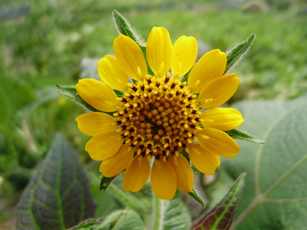 flor del Yacón