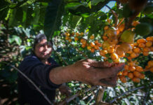 El café, el cacao y el azúcar de Comercio Justo generan menos impacto ambiental que sus equivalentes convencionales café, cacao y azúcar de Comercio Justo