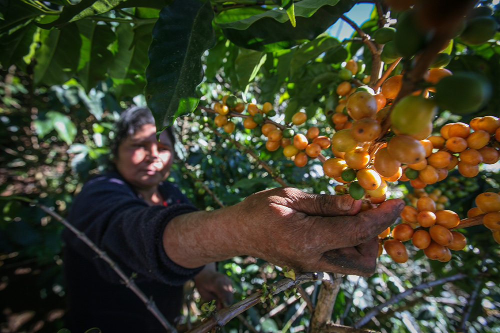 café, cacao y azúcar de Comercio Justo