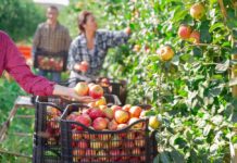 Què ens impedeix consumir allò que tan bé produïm? Una reflexió sobre per què Espanya lidera la producció ecològica però no el consum qué nos impide consumir ecológico