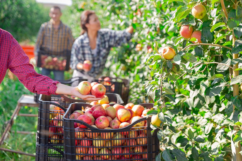 Què ens impedeix consumir ecològic