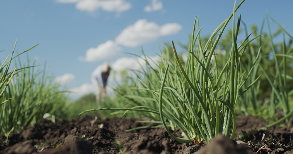 de Ley de impulso y promoción de la producción ecológica