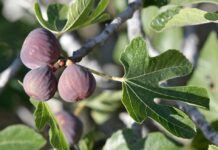 El higo, fruto de paciencia y raíces profundas higo