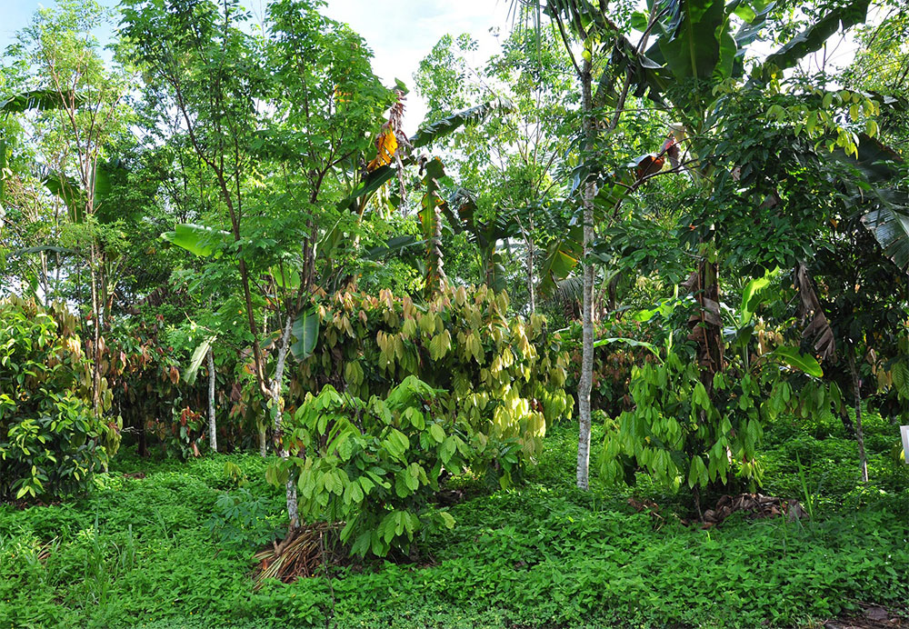 Biodiversity protection