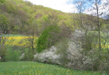 Biodiversity can be protected through sustainable agriculture and suitable habitats Biodiversity can be protected