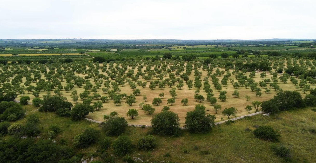 organic field