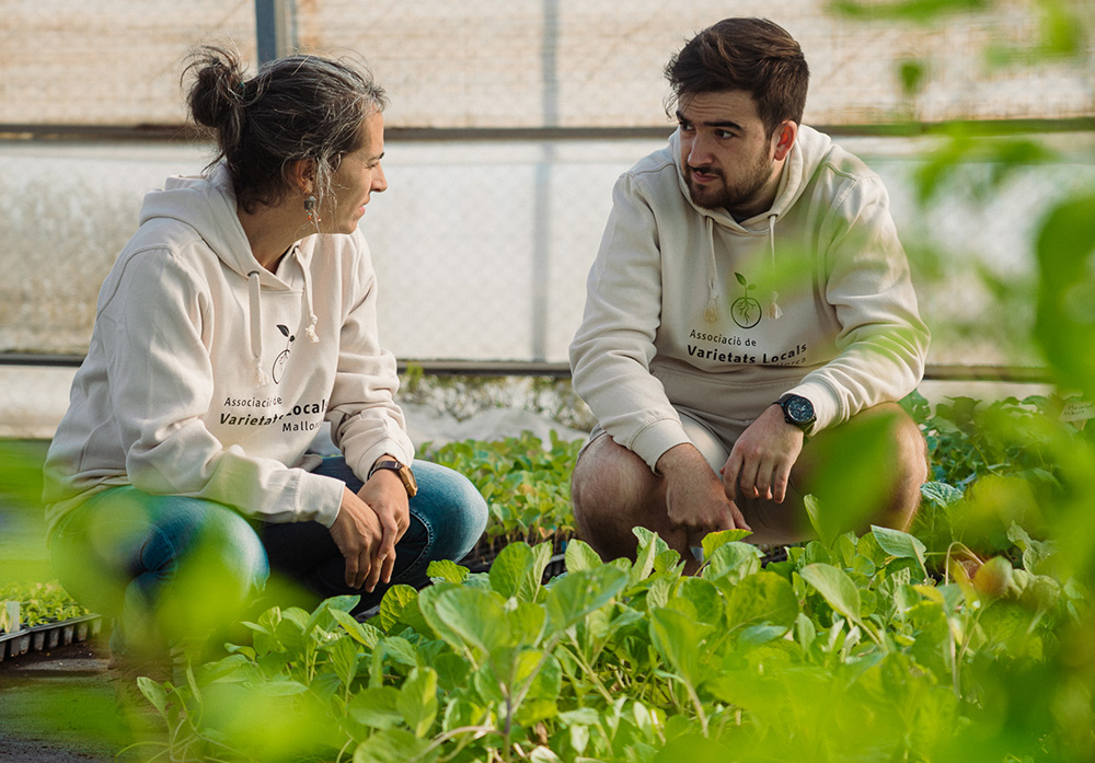 Associació de Varietats Locals de Mallorca (AVL)