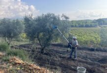 Com se certifiquen els olis ecològics? El procés pas a pas