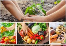 Investigación y desarrollo de la agroecología agroecología