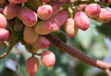 El cultivo de los pistachos como máxima expresión ecológica y sostenible pistachos