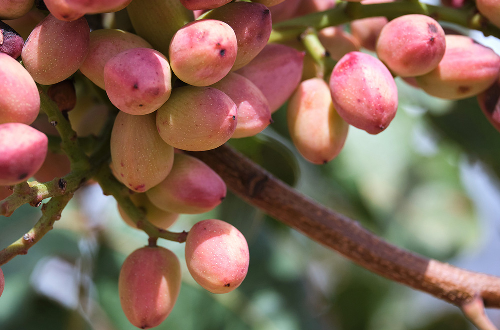 pistachos