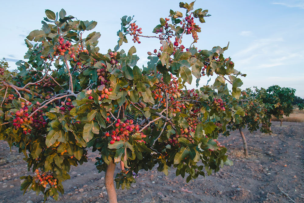 pistachos