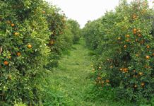 El sector ecològic de la Comunitat Valenciana reclama en una enquesta de LA UNIÓ una revisió profunda del sistema de certificació del CAECV certificación caecv
