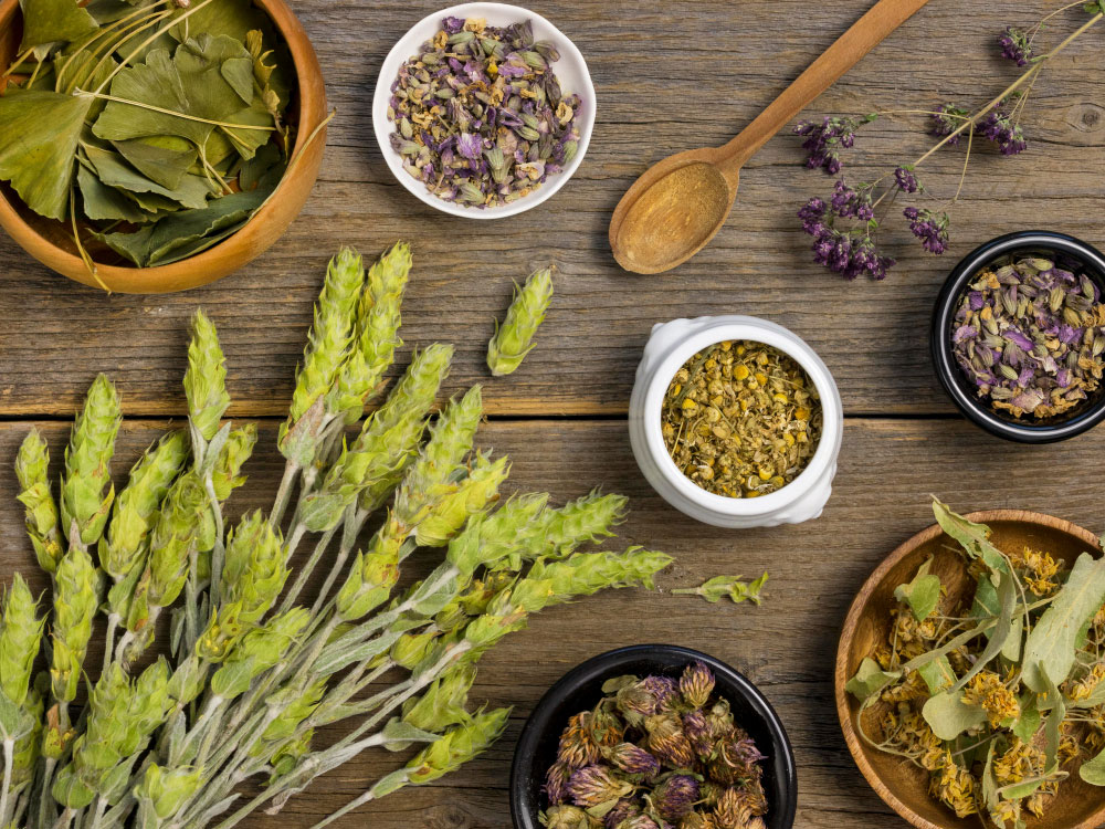 Fitoterapia_ plantas medicinales que transforman tu bienestar