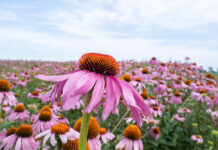 La planta amb què pots comptar durant tot l’any: Echinacea purpurea
