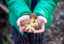 Hongos y setas, poderosos para fortalecer el sistema inmune Hongos y setas aliados para el sistema inmune
