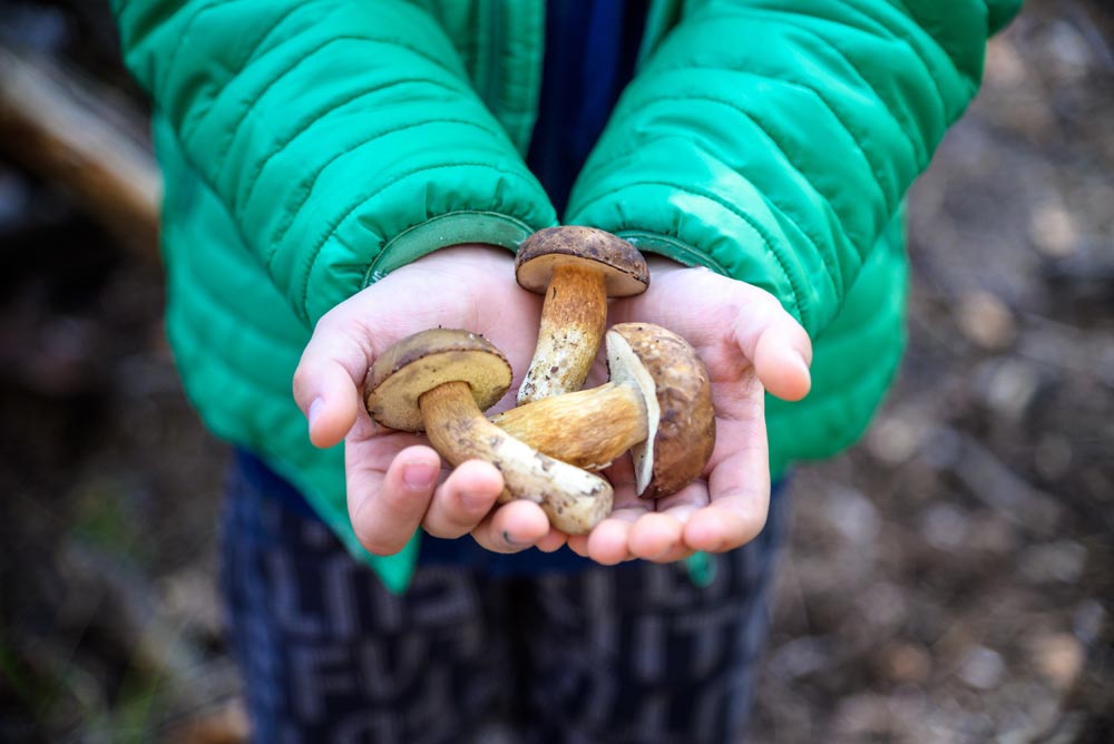 Hongos y setas aliados para el sistema inmune