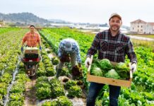 La Política Agrícola Comuna (PAC) després del 2027: la visió del moviment ecològic europeu davant la proposta de la Comissió