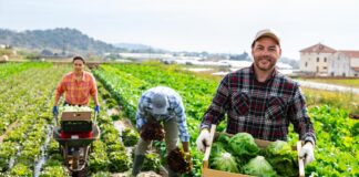 The Common Agricultural Policy post 2027: the vision of the European organic movement faced to the Commission’s proposal