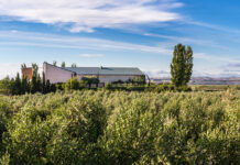 Aceite Artajo, excel·lència ecològica des del cor de Navarra finca de Aceite Artajo