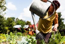 La vitalitat com a prioritat: l’enfocament de l’agricultura biodinàmica agricultura biodinámica